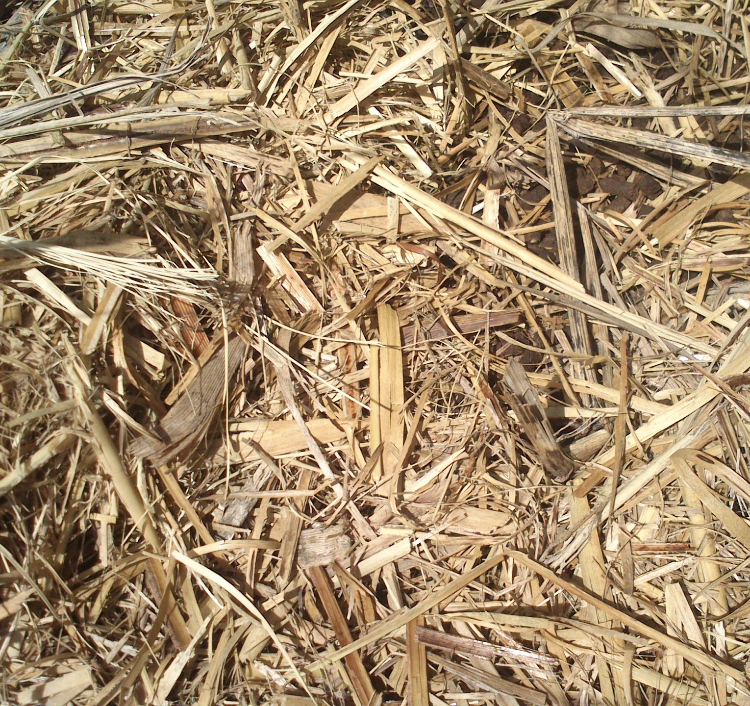 sugar-cane-mulch