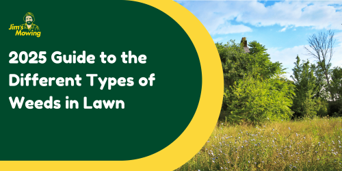 What are The Different Types of Weeds in Lawn