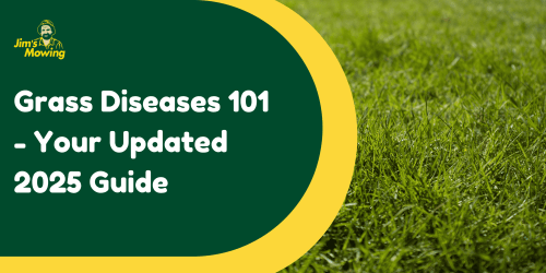 What are the Different Grass Diseases – A 2025 Guide