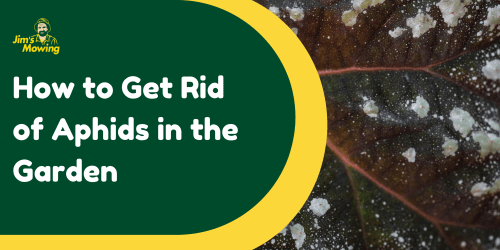 How to Get Rid of Aphids in the Garden