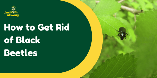 How to Get Rid of Black Beetles