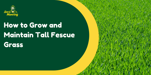 How to Grow and Maintain Tall Fescue Grass