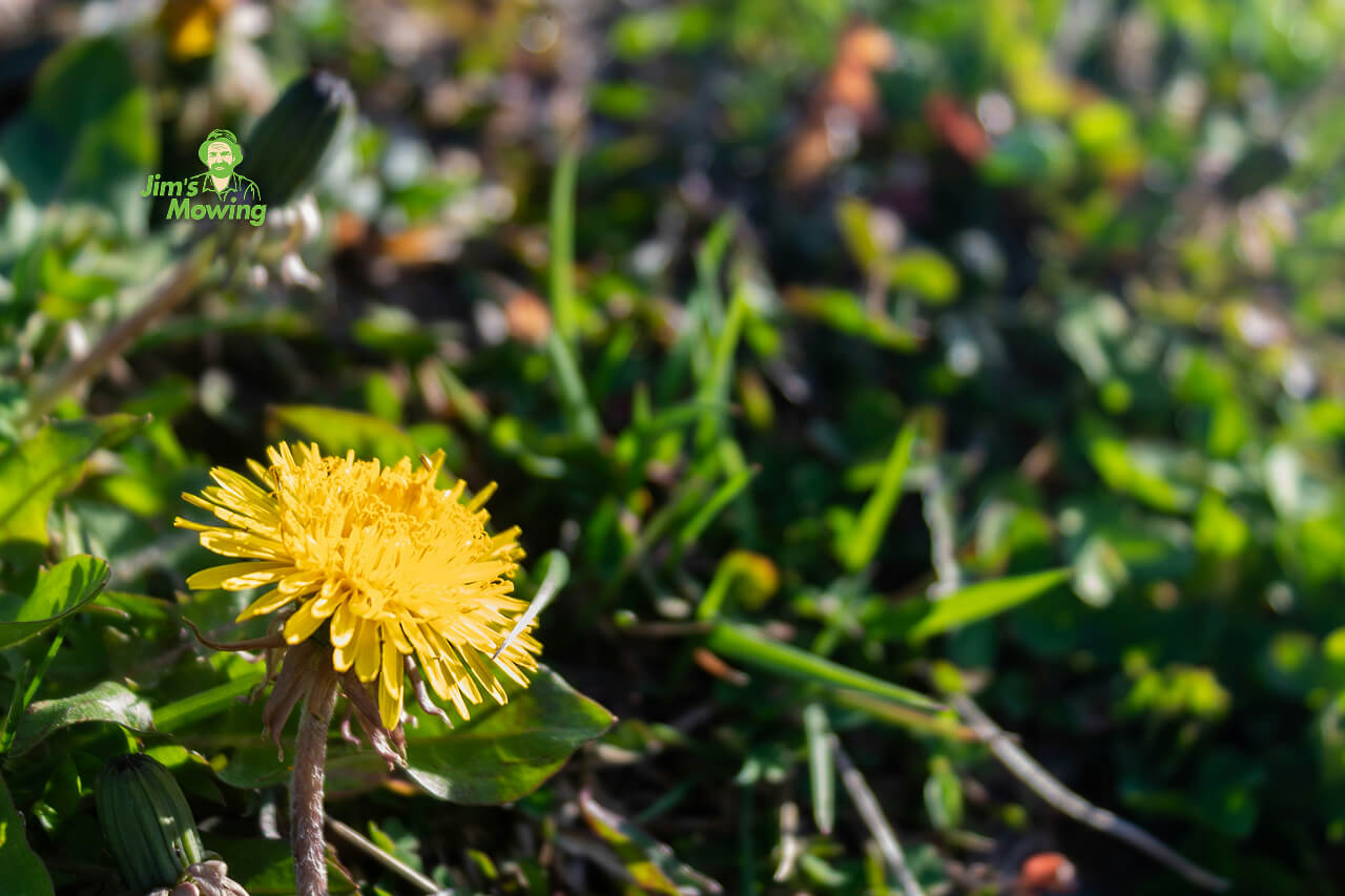 dandelion lawn weed