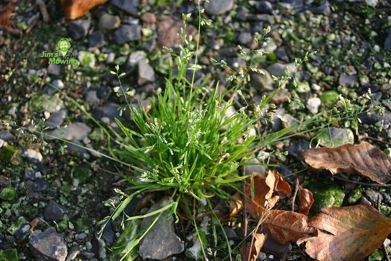 winter grass - poa annua