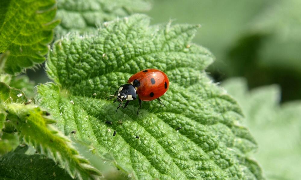 how do i attract ladybugs to my garden