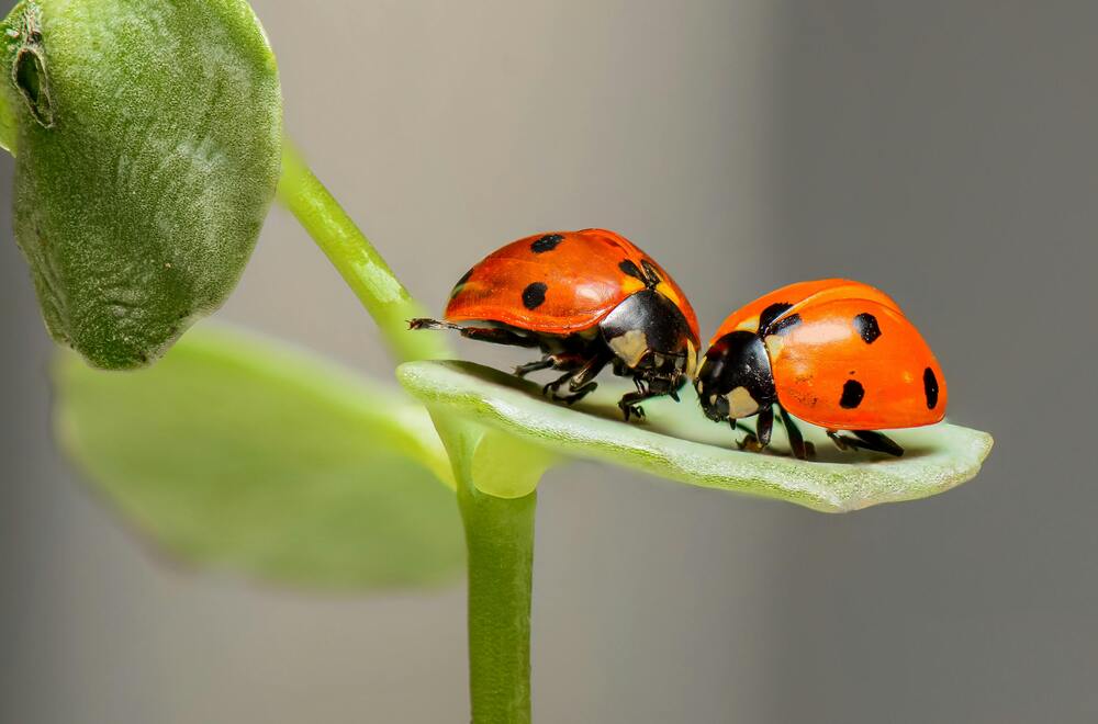 lady bugs